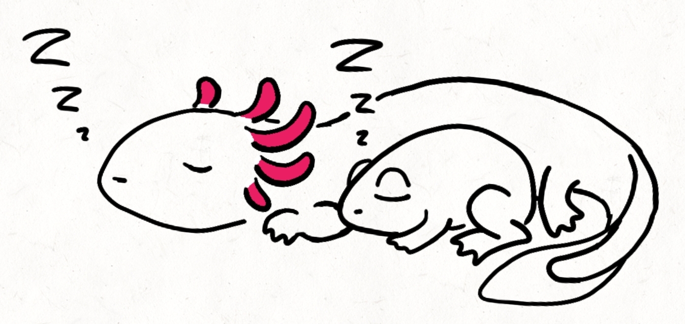 a sleeping Axolotl with a sleeping Frog friend